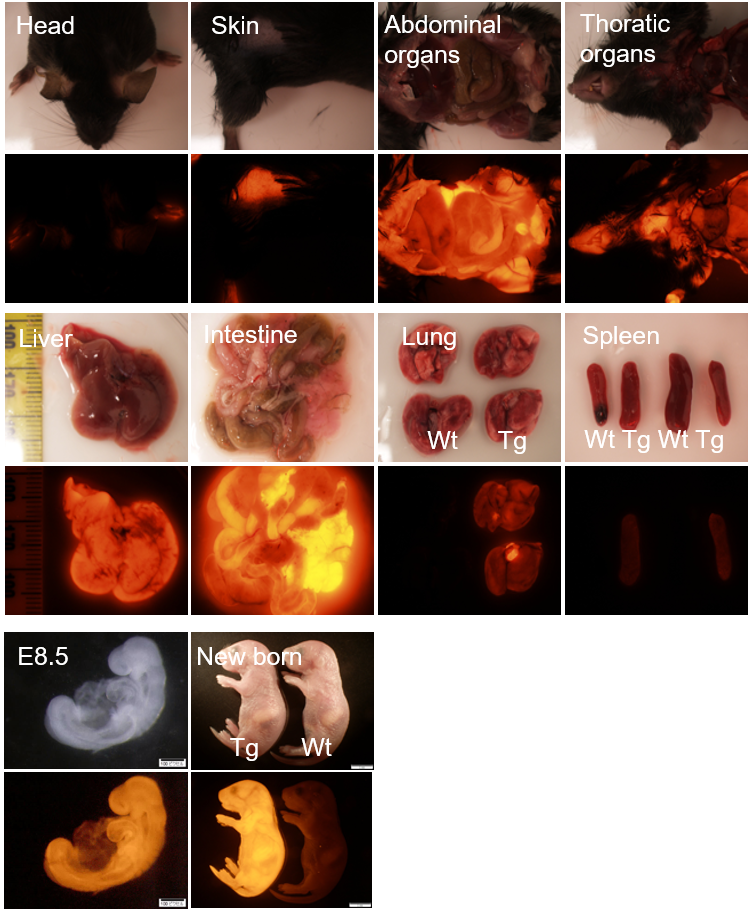 赤色蛍光タンパク質発現マウス