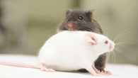 モデルマウスを用いた非臨床試験